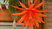 Orange (orange epiphyllum) samen for anpflanzung in home garten