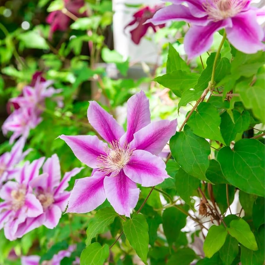 Waldrebe Hybrida kletternd Blumensamen zur Aussaat kompakt Wuchs Traditionssorte & ohne Gentechnik Samen Hausgarten