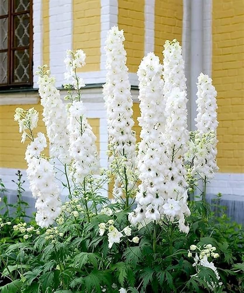 Weiß Larkspur Delphinium elatum King Samen zur Aussaat Blume Beet Landhaus Garten