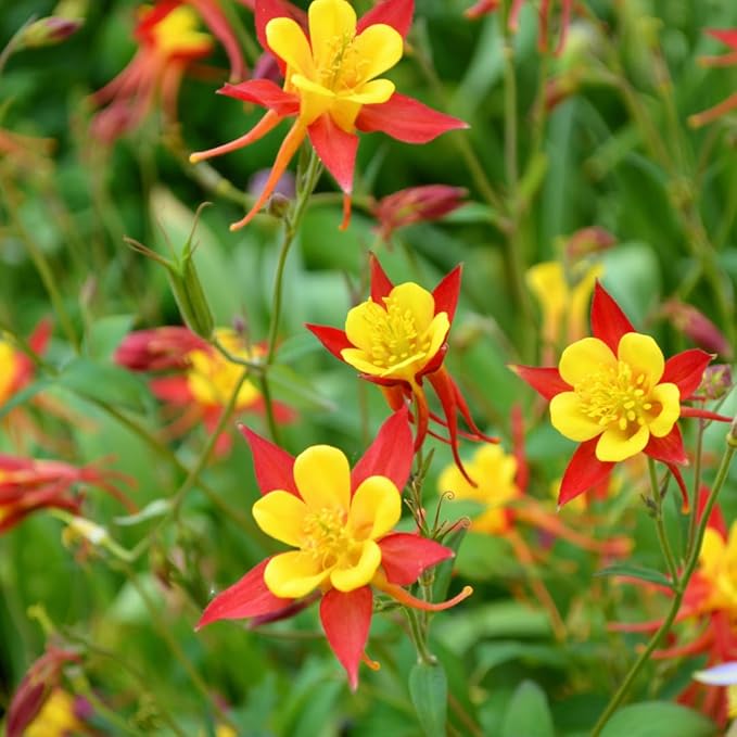 Oriental Columbine Samen zur Aussaat Wildblume Garten