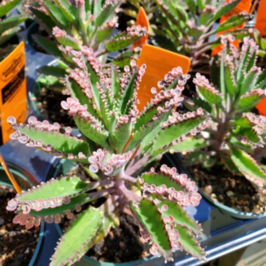 Braun Flammendes Käthchen Bonsai Blumensamen zur Aussaat – Schnitt Blume beliebt – Traditionssorte & ohne Gentechnik Samen Hausgarten