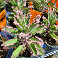 Braun Flammendes Käthchen Bonsai Blumensamen zur Aussaat – Schnitt Blume beliebt – Traditionssorte & ohne Gentechnik Samen Hausgarten