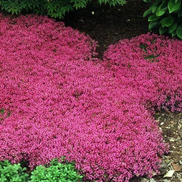 Rot creeping blume samen for anpflanzung - pollinator friendly, heirloom & gmo free samen for home garten
sale samen for anpflanzung in home garten