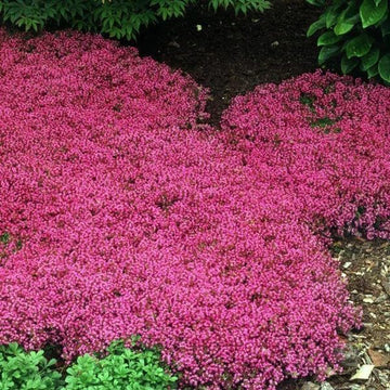 Rot creeping blume samen for anpflanzung - pollinator friendly, heirloom & gmo free samen for home garten
 
 sale samen for anpflanzung in home garten