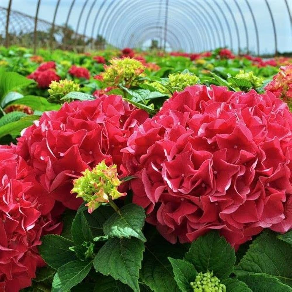 tief Rosa Hortensie Blumensamen zur Aussaat – ideal Rabatten – Traditionssorte & ohne Gentechnik Samen Hausgarten