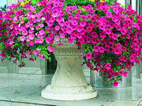Gemischt Petunie Samen exotisch Ornamental Blumen