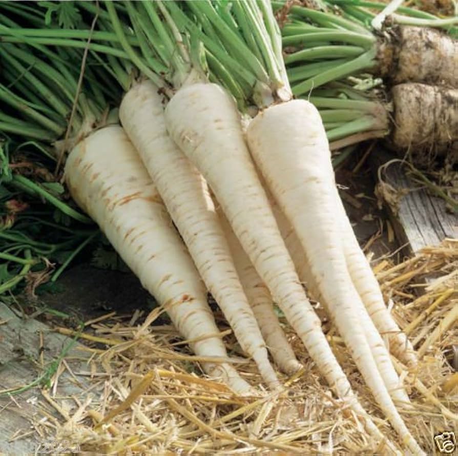 Hamburg rooted parsley petroselinum crispum samen for kitchen garten