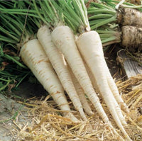 Hamburg rooted parsley petroselinum crispum samen for kitchen garten