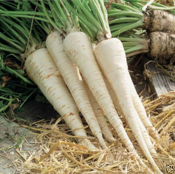 Hamburg rooted parsley petroselinum crispum samen for kitchen garten