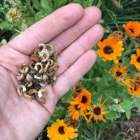Calendula for anpflanzung in home garten