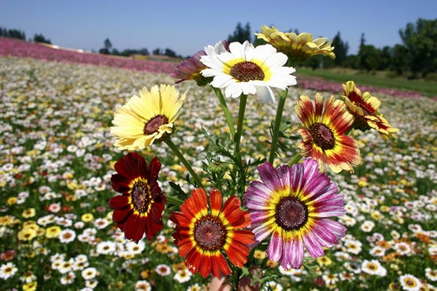 Painted Daisy Chrysantheme Blumensamen