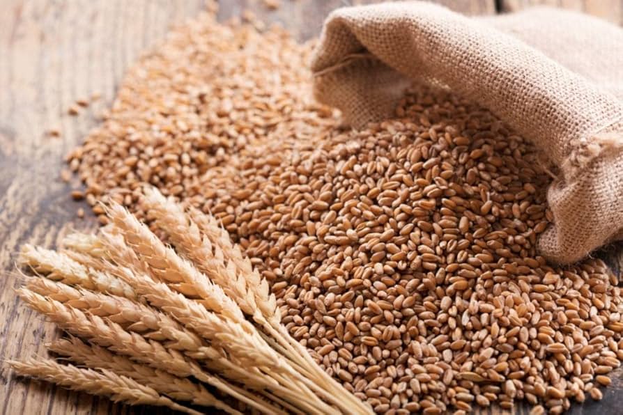 kaufen green wheat pflanze samen pflanzung guide Stück, 100 Stück