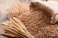 kaufen green wheat pflanze samen pflanzung guide Stück, 100 Stück