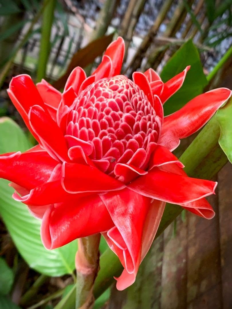 Torch (torch ginger) samen for anpflanzung in home garten