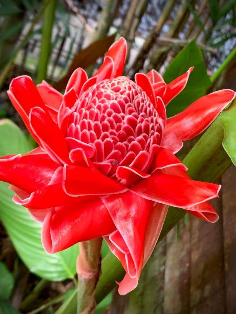 Torch (torch ginger) samen for anpflanzung in home garten