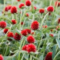 Gomphrena Higro Rose Samen zur Aussaat leuchtend trockenheitsverträglich Blumen