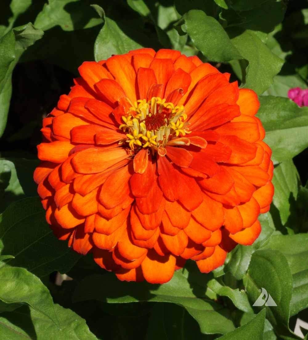 Zinnia orange blume samen for anpflanzung - bright blooms, heirloom & gmo free samen for home garten
 
 sale samen for anpflanzung in home garten