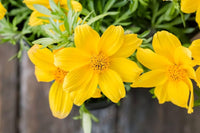 Bidens blume samen for anpflanzung - low maintenance, heirloom & gmo free samen for home garten
 
 sale samen for anpflanzung in home garten