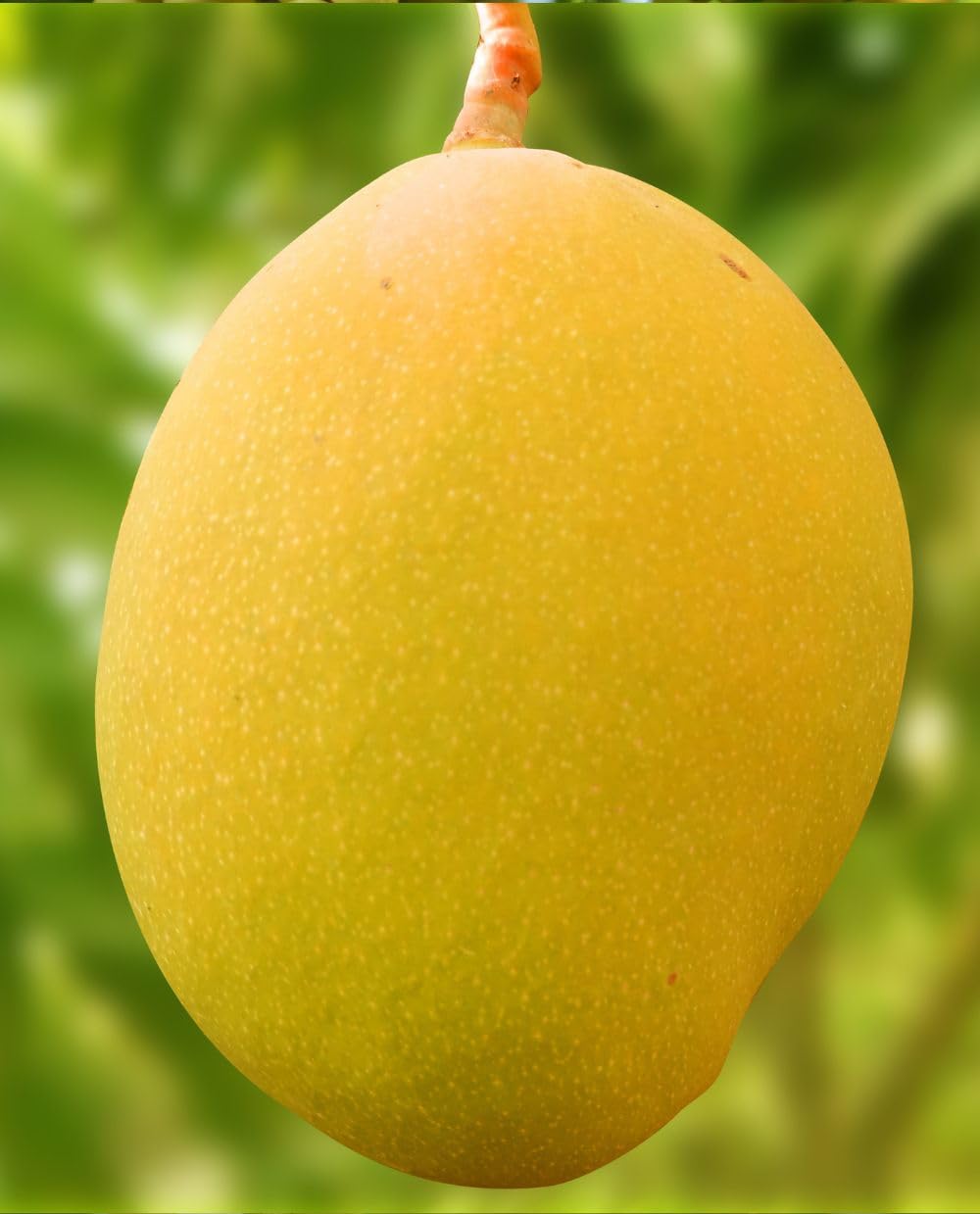 Gelb magifera indica Fruchtsamen für einfaches Anpflanzen