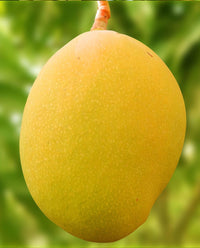 Gelb magifera indica Fruchtsamen für einfaches Anpflanzen