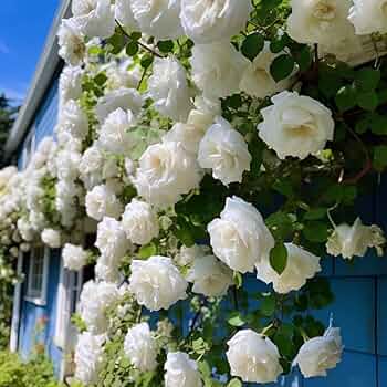 Weiß kletternd Rose Blumensamen zur Aussaat – hochwertige Qualitäts- – Traditionssorte & ohne Gentechnik Samen Hausgarten