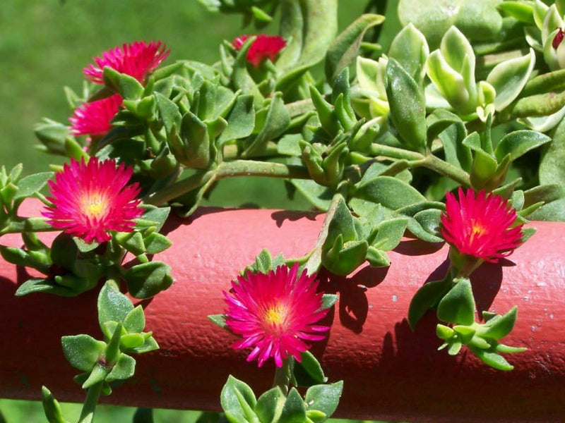 Aptenia cordifolia blume samen for anpflanzung - seasonal bloomer, heirloom & gmo free samen for home garten
sale for anpflanzung in home garten