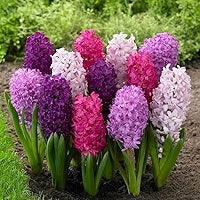 Hyacinth Blumensamen zur Aussaat – robust Sorte – Traditionssorte & ohne Gentechnik Samen Hausgarten