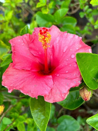 Hibiscus blume samen for anpflanzung perfect for borders heirloom & gmo free samen for home garten 
 
 sale for anpflanzung in home garten
