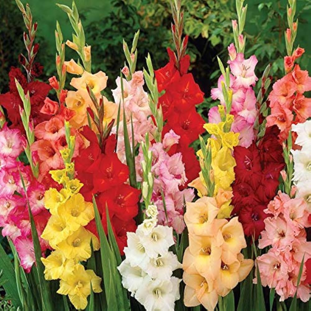 Multi Gladiole Blumensamen Blumensamen zur Aussaat duftend Blüten Traditionssorte & ohne Gentechnik Samen Hausgarten
