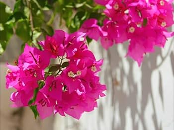 Brick Rosa Drillingsblume Blumensamen zur Aussaat – lang Blüte Saison Traditionssorte & ohne Gentechnik Samen Hausgarten