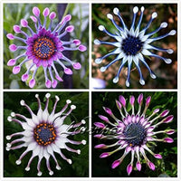 Trailing african daisy samen for blau blumen