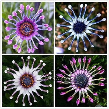 Trailing african daisy samen for blau blumen