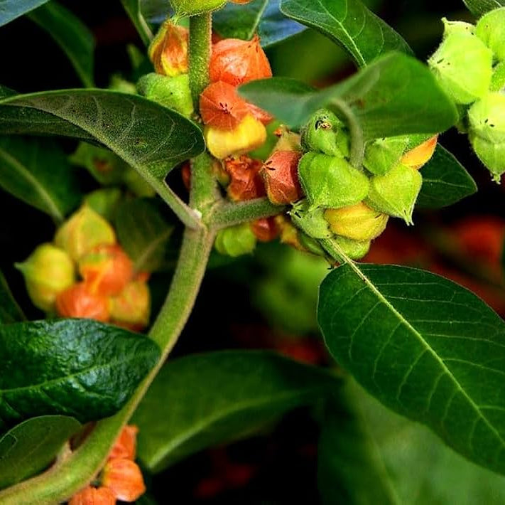 Grün Withania Somnifera Blumensamen zur Aussaat – Anzucht – Traditionssorte & ohne Gentechnik Samen Hausgarten