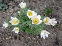 Weiß Anemone Pulsatilla Blumensamen zur Aussaat leuchtend Traditionssorte & ohne Gentechnik Samen Hausgarten