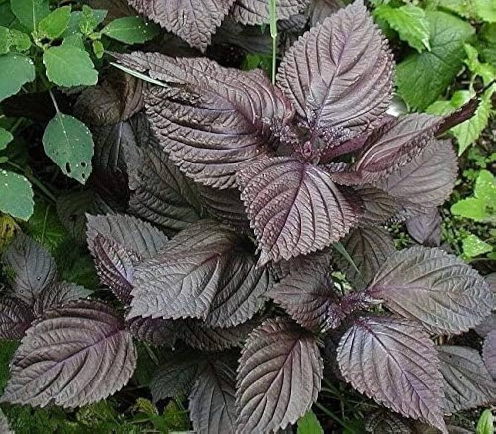 Gemischt Perilla Blumensamen zur Aussaat – robust Sorte – Traditionssorte & ohne Gentechnik Samen Hausgarten