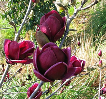 Yula magnolia lila blume samen rare tree blooms