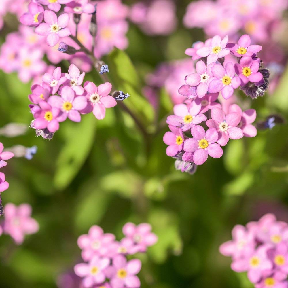 Rosa Myosotis Blumensamen zur Aussaat – Bestäuber freundlich – Traditionssorte & ohne Gentechnik Samen Hausgarten