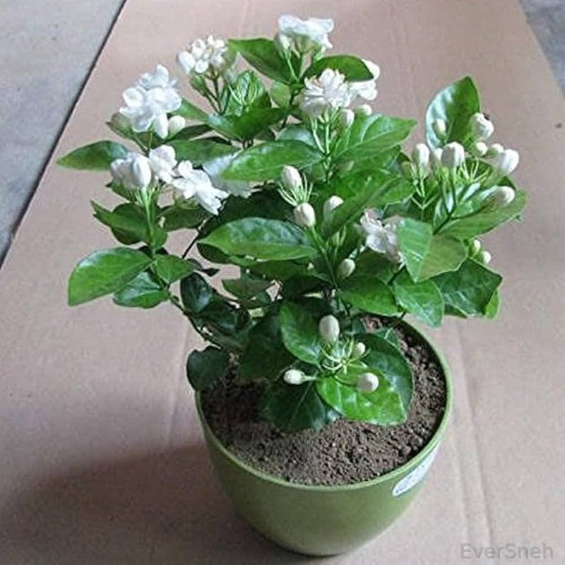 Jasmine jasminum spp for anpflanzung in garten