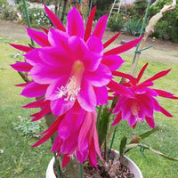 Rosa Epiphyllum Oxypetalum Blumensamen zur Aussaat – Garten beliebt – Traditionssorte & ohne Gentechnik Samen Hausgarten