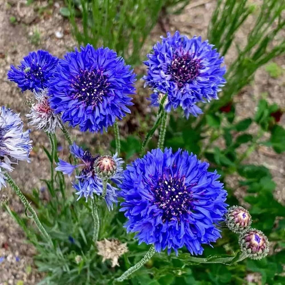 Centaurea Florence Mischung Samen zur Aussaat Landhaus Gärten und Rabatten