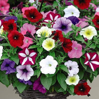 Petunie Samen zur Aussaat – leuchtend Blumen Blume Beet & Urban Garten