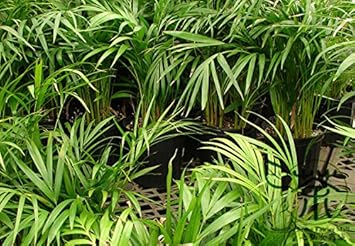 Grün chrysalidocarpus lutescens blume samen for anpflanzung - cottage garten essential, heirloom & gmo free samen for home garten
 
 sale for anpflanzung in home garten.