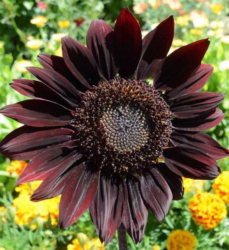 Schwarz Sonnenblume Blumensamen zur Aussaat Landhaus Garten wichtig Traditionssorte & ohne Gentechnik Samen Hausgarten