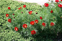 Rot paeonia tenuifolia blume samen for anpflanzung - premium quality, heirloom & gmo free samen for home garten
 
 sale for anpflanzung in home garten