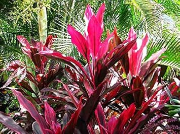 Rot cordyline rubra blume samen for anpflanzung - bright blooms, heirloom & gmo free samen for home garten
sale for anpflanzung in home garten.