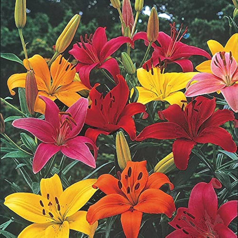 Gemischt Di Giglio Blumensamen zur Aussaat – Anzucht – Traditionssorte & ohne Gentechnik Samen Hausgarten