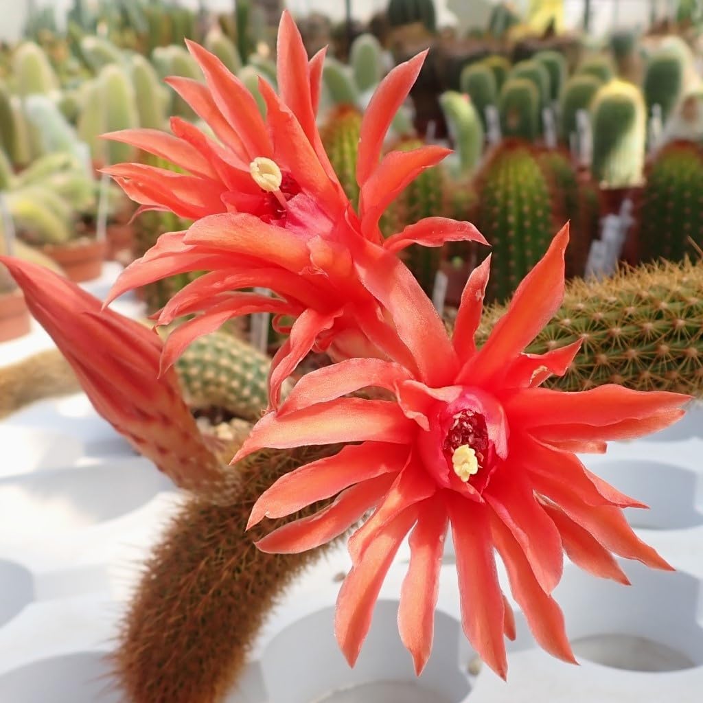 Hildewintera blume samen for anpflanzung fragrant blossoms heirloom & gmo free samen for home garten 
 
 sale for anpflanzung in home garten