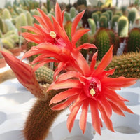 Hildewintera blume samen for anpflanzung fragrant blossoms heirloom & gmo free samen for home garten 
 
 sale for anpflanzung in home garten