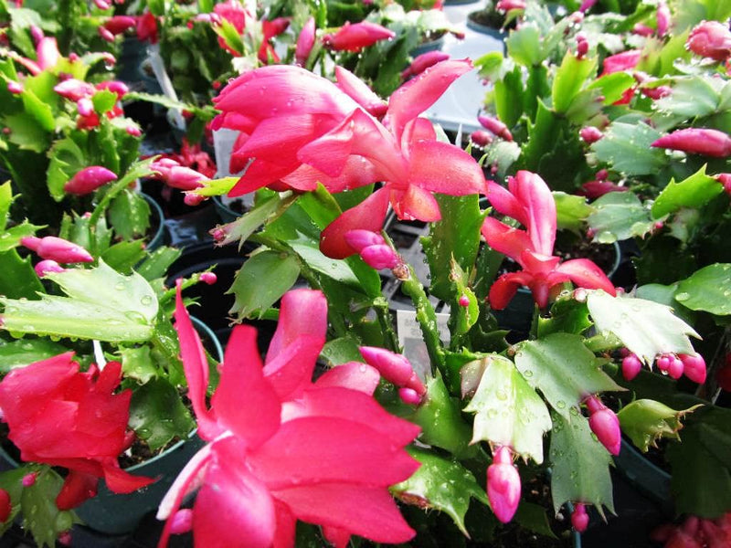 Light rosa schlumbergera blume samen for anpflanzung - wildflower mix, heirloom & gmo free samen for home garten
 
 sale samen for home garten