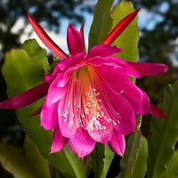 Rosa Epiphyllum Oxypetalum Blumensamen zur Aussaat – Garten beliebt – Traditionssorte & ohne Gentechnik Samen Hausgarten